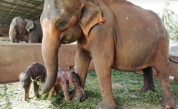 Sri Lanka Voi sinh đôi hiếm gặp ở trại voi mồ côi lớn nhất thế giới