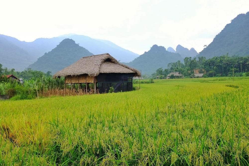 bóng đá trực tuyến kèo nhà cái